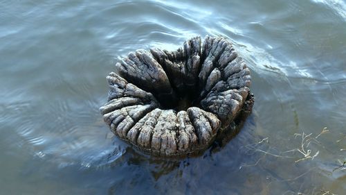 High angle view of tree stump in lake
