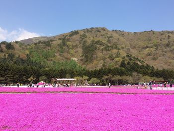 Pink flowers blooming on field against mountain