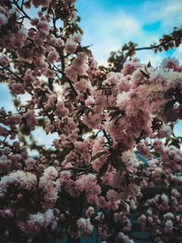 Low angle view of cherry blossoms against sky