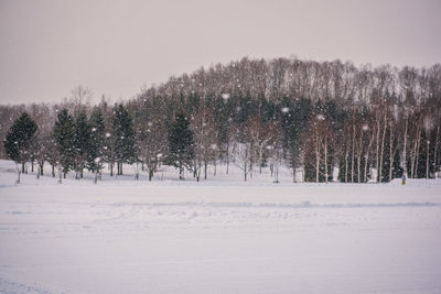 Trees on snow covered field against sky