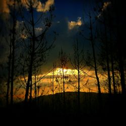 Silhouette of trees at sunset