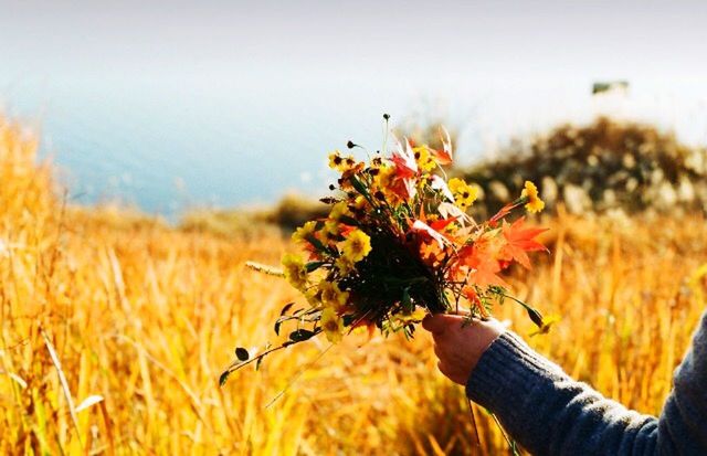 field, flower, focus on foreground, yellow, nature, growth, beauty in nature, agriculture, selective focus, freshness, close-up, rural scene, sky, plant, fragility, unrecognizable person, person, one animal