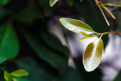 Close-up of green leaves on plant