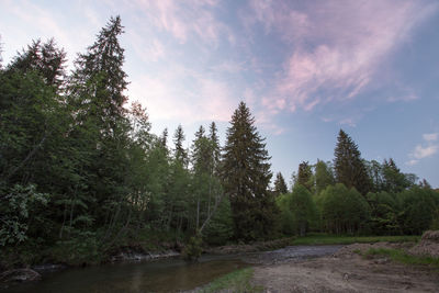 Scenic view of river amidst trees in forest against sky