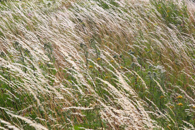 Full frame shot of grass on field
