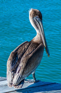 Close-up of pelican in lake