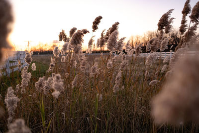 Close-up of plants in field against sky at sunset