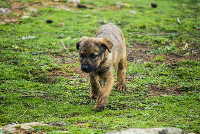 Dog walking on grassy field