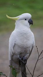 Close-up of white parrot perching on wood