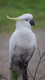 Close-up of bird perching