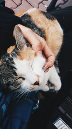 Cat sleeping on hand