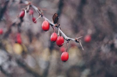 Close-up of red berries