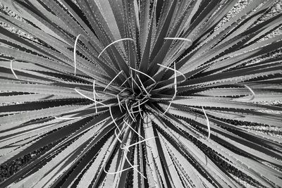 Full frame shot of palm leaf