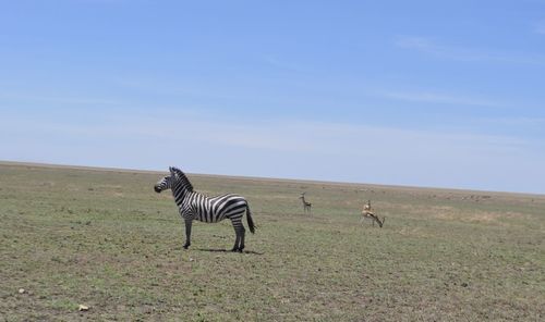 View of a horse on field