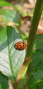 Close-up of ladybug on leaf