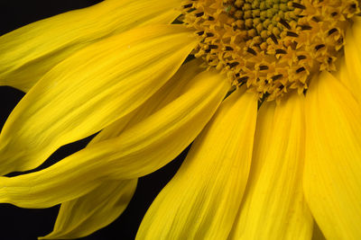 Close-up of yellow flower blooming outdoors