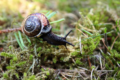 Close-up of snail on moss