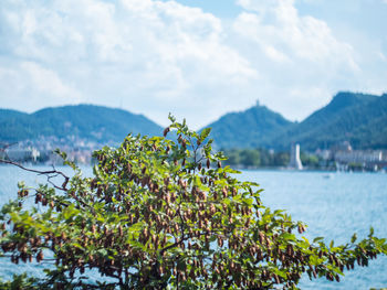 Plants growing by lake against sky