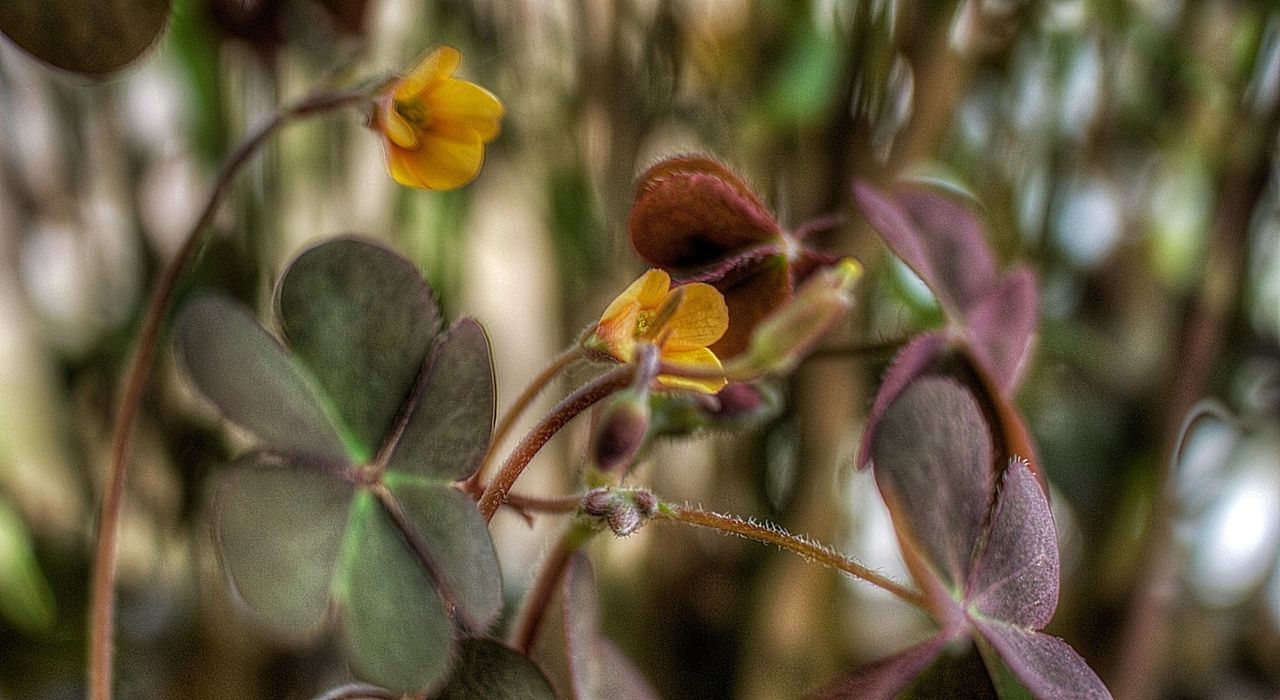 growth, focus on foreground, close-up, flower, plant, freshness, nature, fragility, beauty in nature, leaf, bud, stem, selective focus, twig, outdoors, botany, day, petal, beginnings, new life