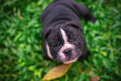 Portrait of dog on field