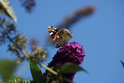 Close-up of butterfly perching on flower