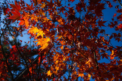 Low angle view of maple tree against sky