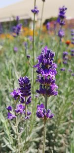 Close-up of purple flowering plant