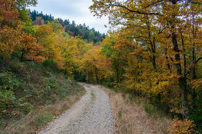 Road amidst trees in forest during autumn