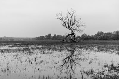 Bare tree on field against sky