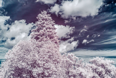 Low angle view of snow on tree against sky