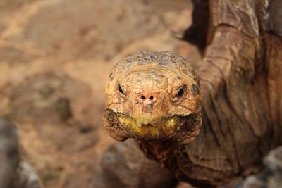 Close-up of tortoise head