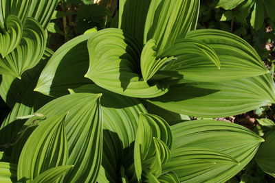 High angle view of plants growing outdoors