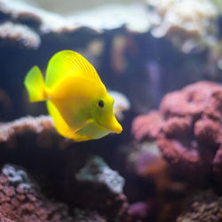 Close-up of fish underwater