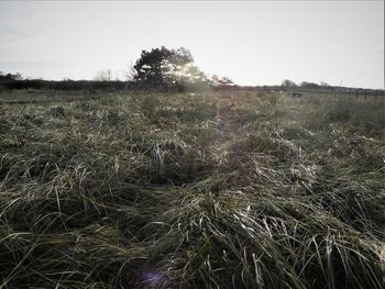 Scenic view of field against clear sky