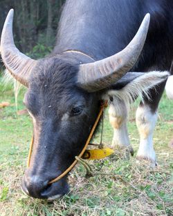 Close-up of a buffalo on field