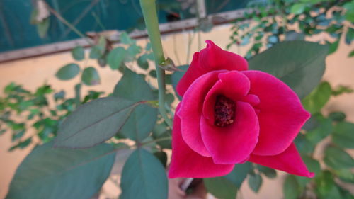 Close-up of pink rose flower