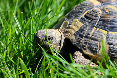 Close-up of turtle on field