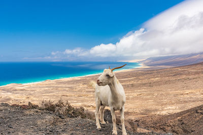View of a horse on the beach