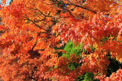 Scenic view of autumnal trees