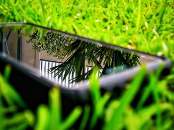 Close-up of fresh green plant