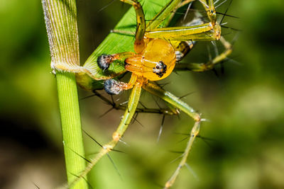 Close-up of insect on leaf