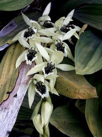 High angle view of white flowering plants