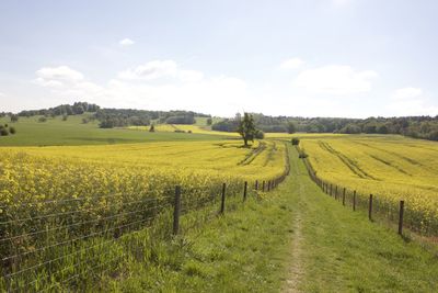 Scenic view of agricultural field against sky