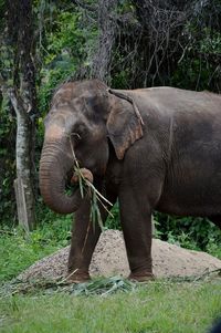 Close-up of elephant in forest