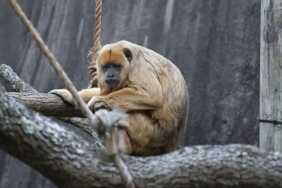 Monkey sitting in a zoo