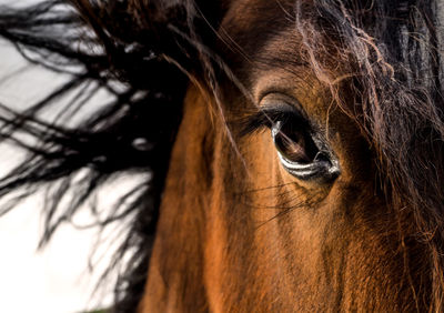 Close-up of the eye of a horse looking at camera