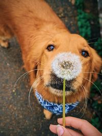 Close-up of hand holding dandelion seed on dog snout