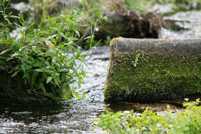 Moss covered rock on river