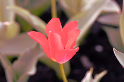 Close-up of pink tulip
