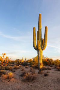 Giant saguaro cactus and scenic sonoran desert landscape near phoenix, arizona